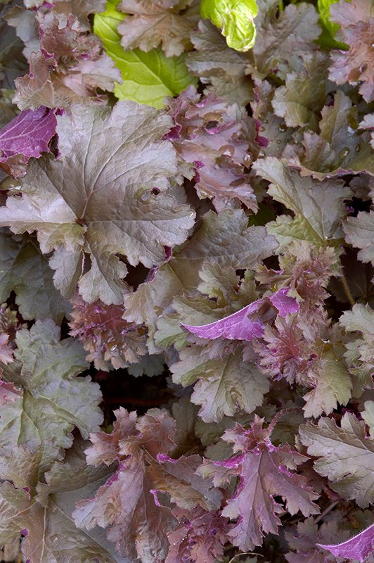 Heuchera ‘Purple Peticoas‘ (Alūnė)