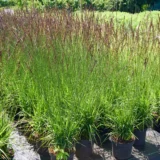 Molinia arundinacea ‘Black Arrows‘ (Melvenė nendrinė)