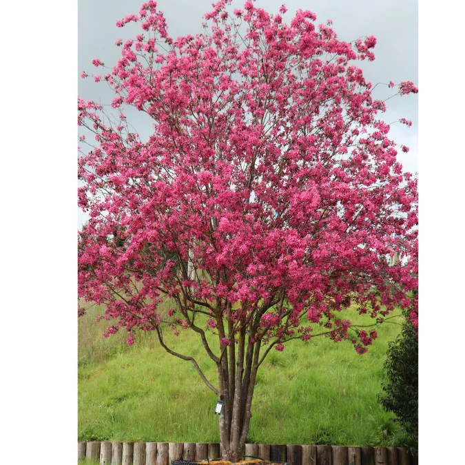 Malus ‘Mokum ‘ (Obelis)