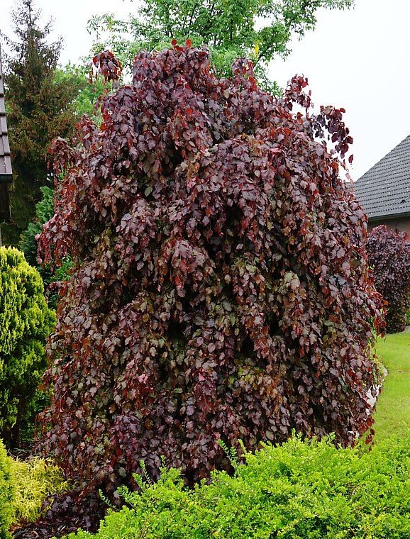 Fagus sylvatica ‘Purpurea Pendula‘ (Bukas paprastasis)