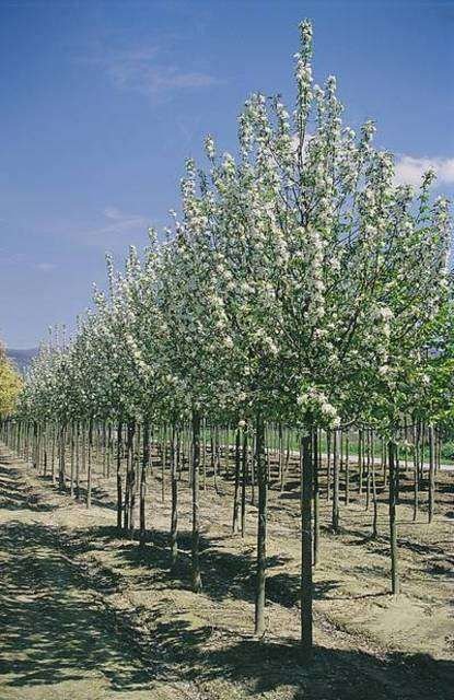 Malus ‘John Dawnie‘ (Obelis)