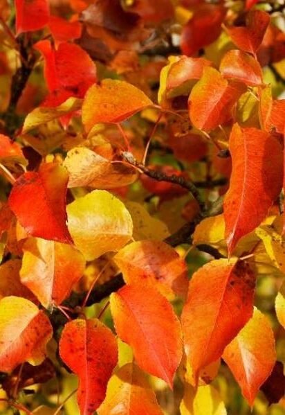 Pyrus calleryana ‘Chanticleer‘ (Kriaušė kelerio)