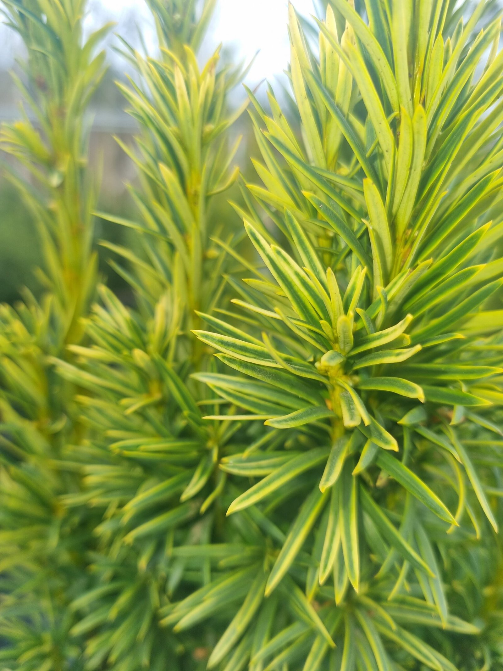 Taxus bacata ‘David‘ (Kukmedis europinis)