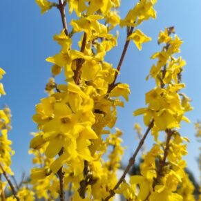 Forsythia x intermedia ‘Minigold‘ (Forsitija tarpinė)