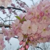 Prunus serrulata ‘Kazan‘ (Vyšnia smailiadantė - sakura)