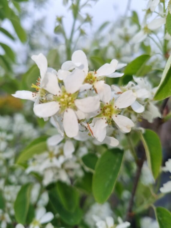 Amelanchier lamarckii (Medlieva lamarko)