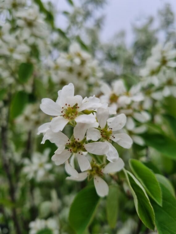 Amelanchier lamarckii (Medlieva lamarko)