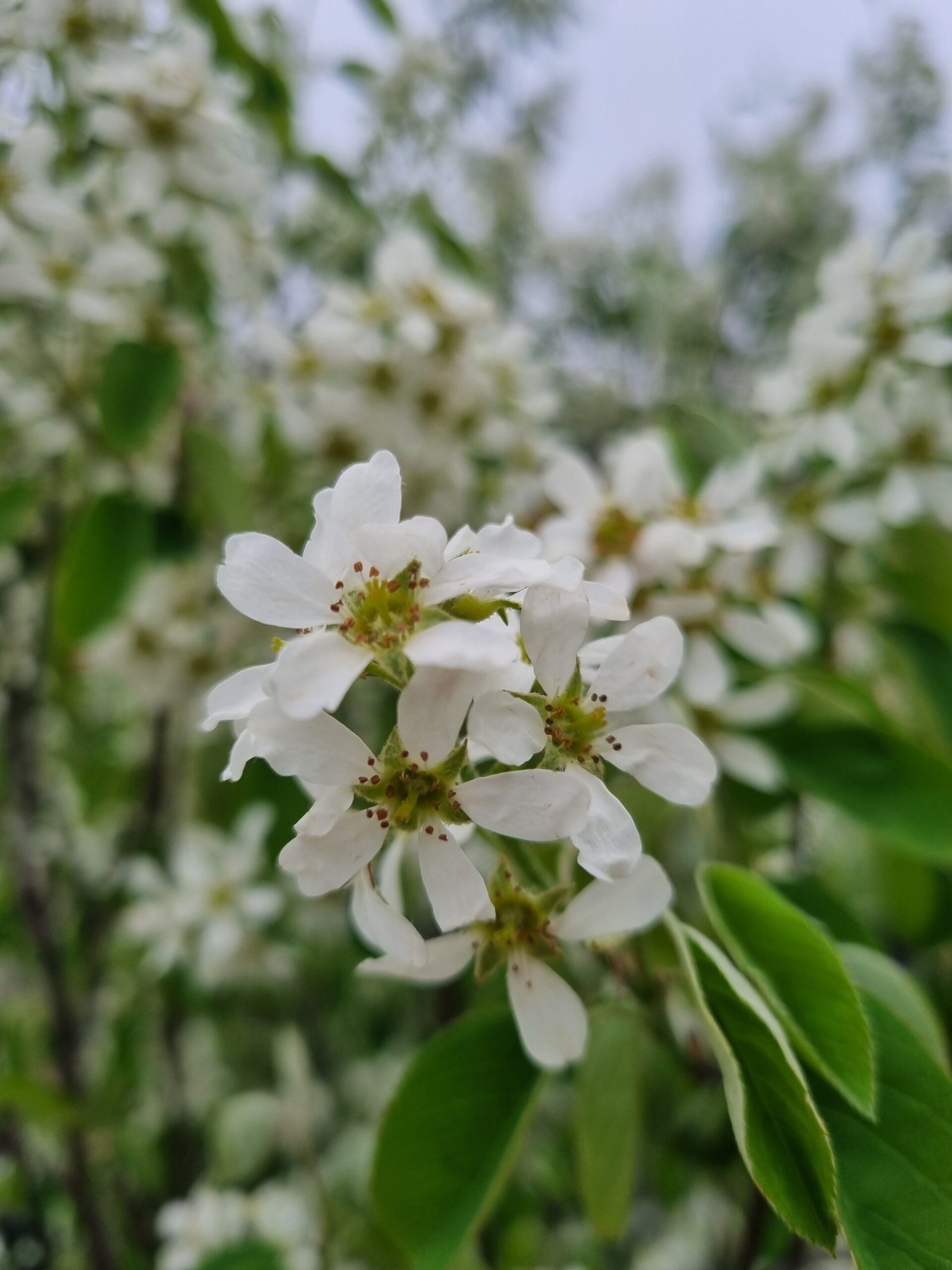 Amelanchier lamarckii (Medlieva lamarko)
