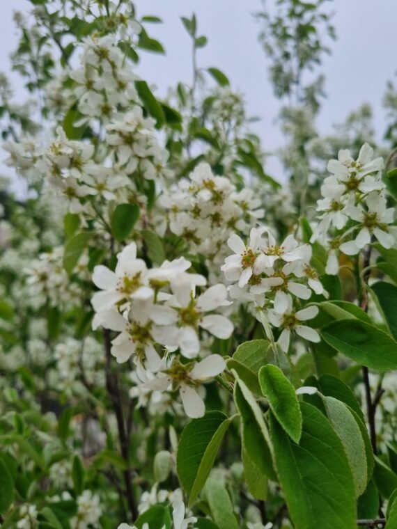 Amelanchier lamarckii (Medlieva lamarko)