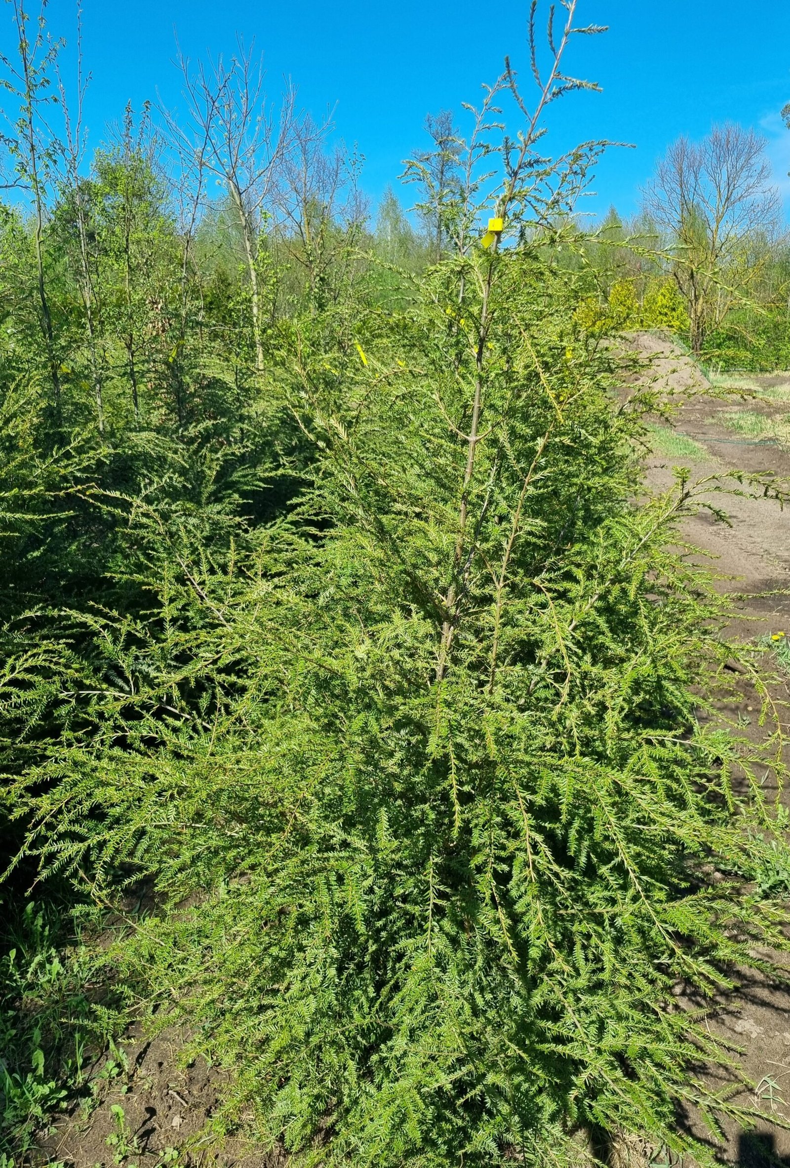 Tsuga canadensis (Cūga kanadinė)