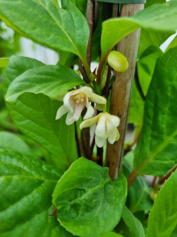Schisandra cinensis ‘Sadova N01‘ (Citrinvytis kininis)