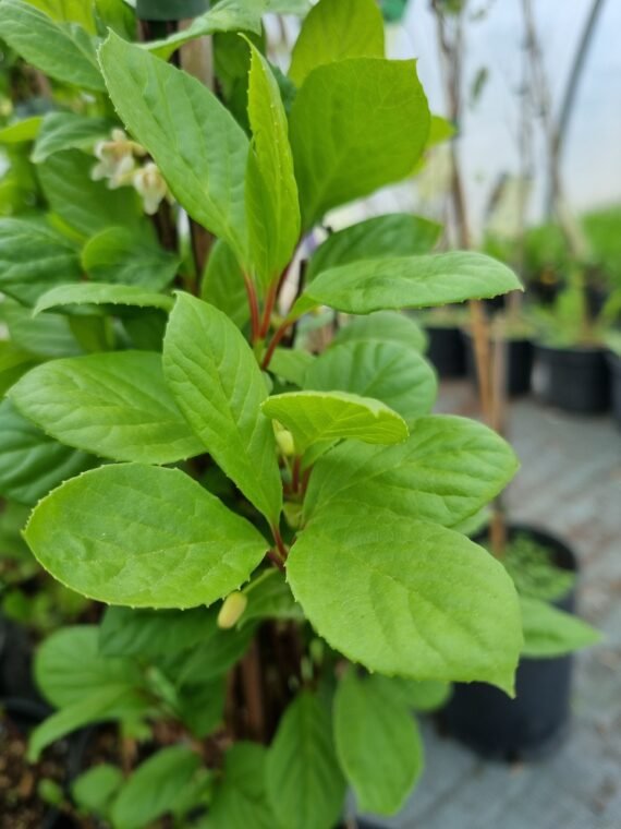Schisandra cinensis ‘Sadova N01‘ (Citrinvytis kininis)