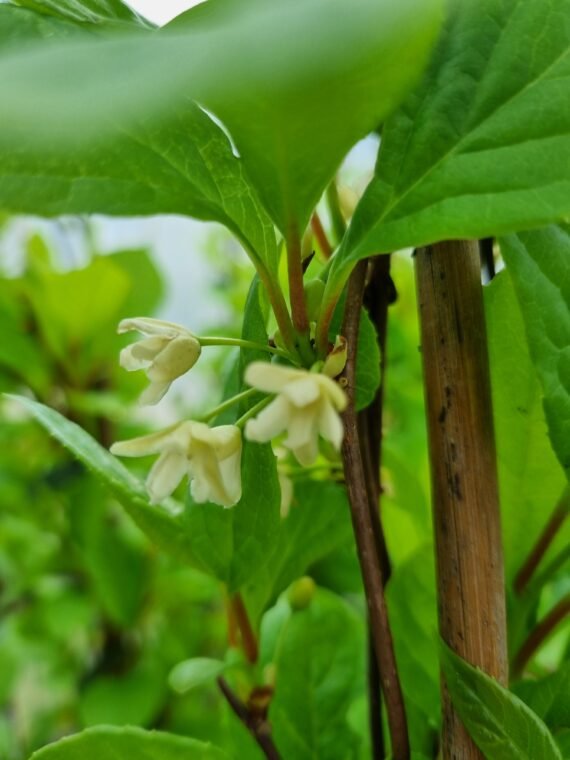 Schisandra cinensis ‘Sadova N01‘ (Citrinvytis kininis)