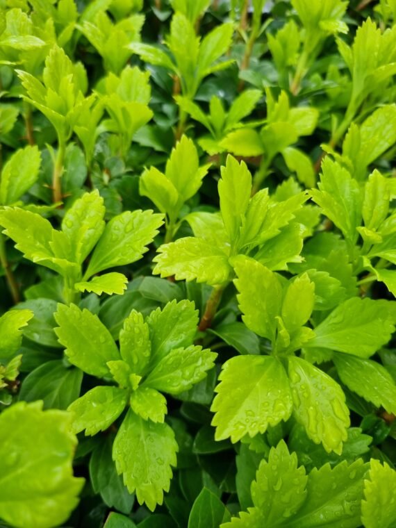 Pachysandra terminalis ‘Green Carpet‘ (Pachisandra viršūnžiedė)