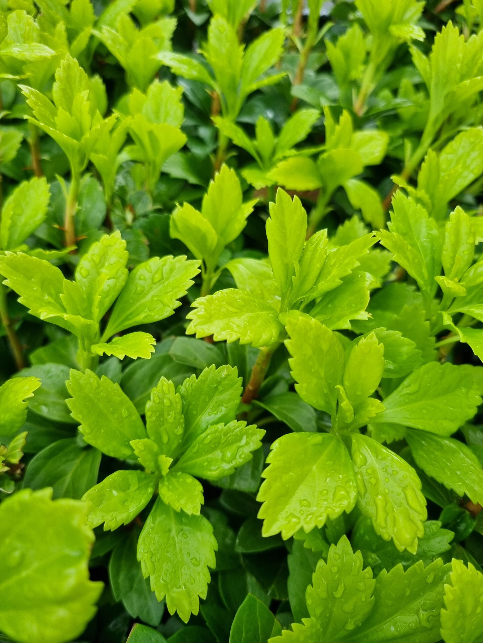Pachysandra terminalis ‘Green Carpet‘ (Pachisandra viršūnžiedė)