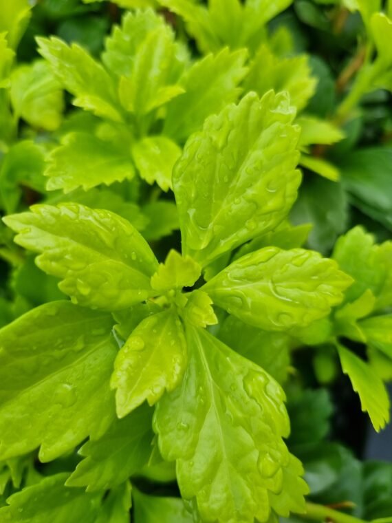 Pachysandra terminalis ‘Green Carpet‘ (Pachisandra viršūnžiedė)