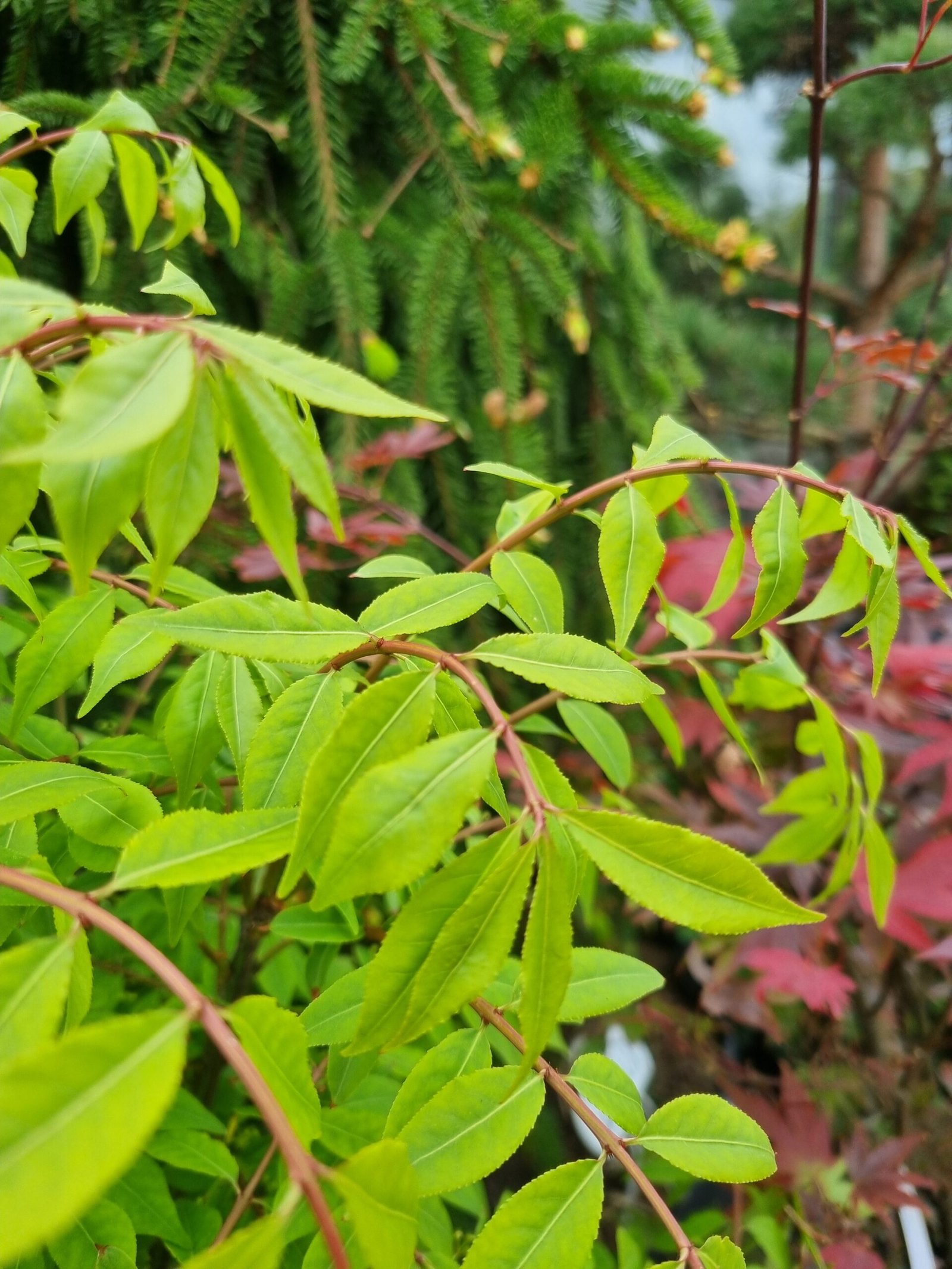 Euonymus alatus ‘Compactum‘ (Ožekšnis sparnuotasis)