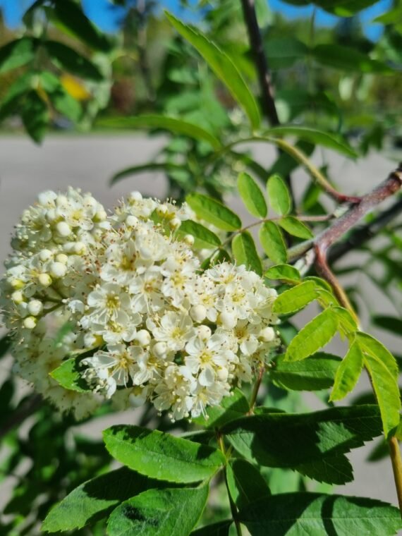 Sorbus aucuparia ‘Pendula‘ (Šermukšnis paprastasis)