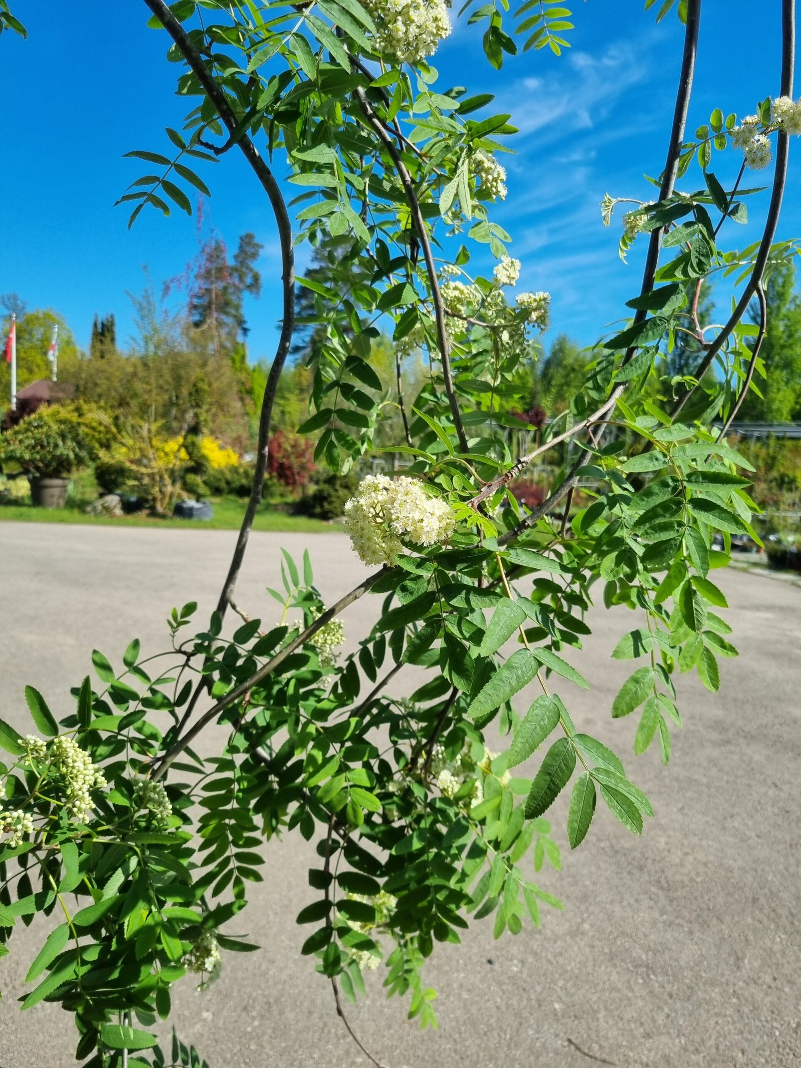 Sorbus aucuparia ‘Pendula‘ (Šermukšnis paprastasis)