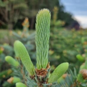 Picea pungens (Eglė dygioji)