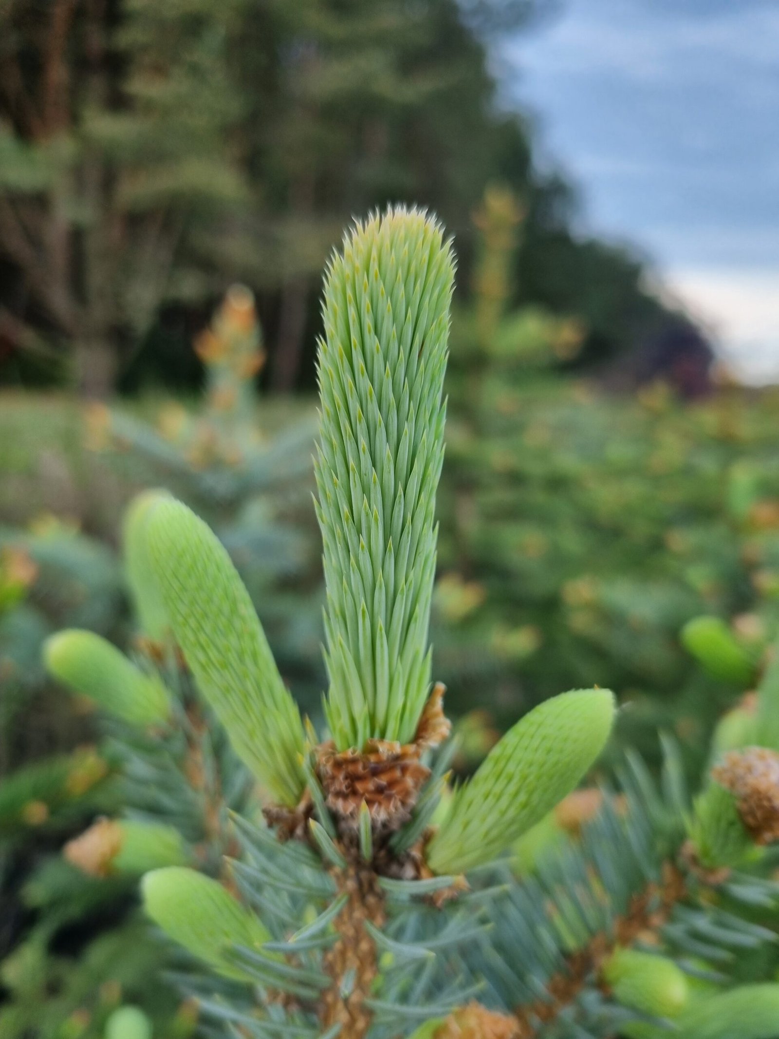 Picea pungens (Eglė dygioji)