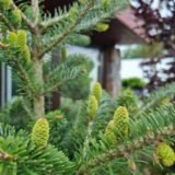 Abies koreana (Korėjinis kėnis)