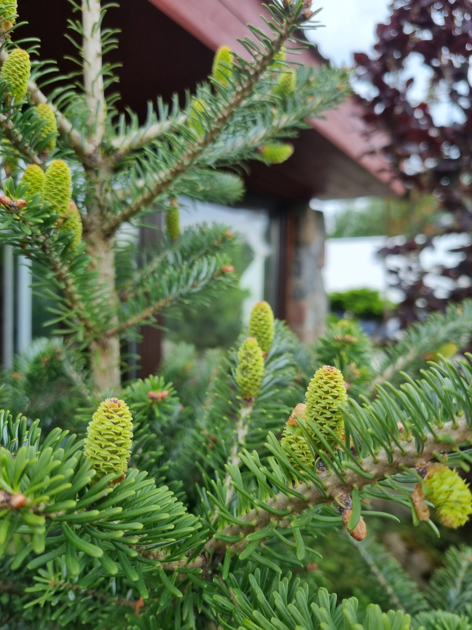 Abies koreana (Korėjinis kėnis)