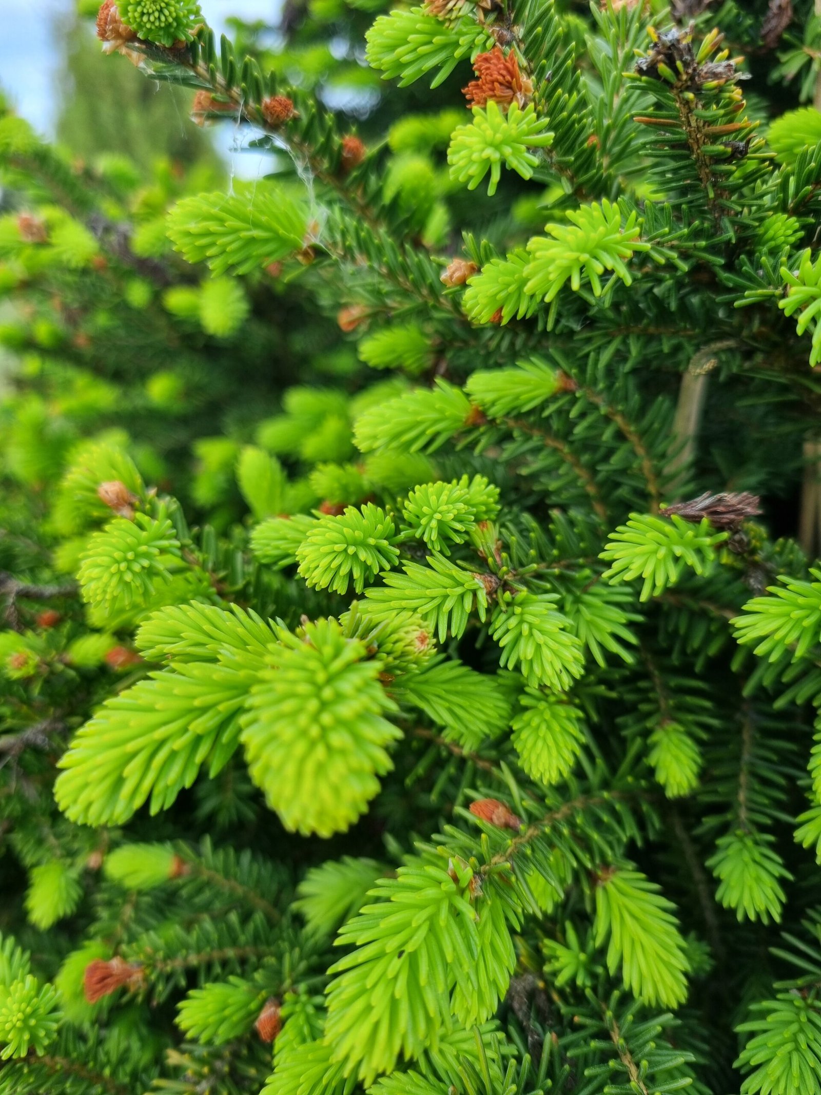 Picea abies ‘Nidiformis‘ (Eglė paprastoji)