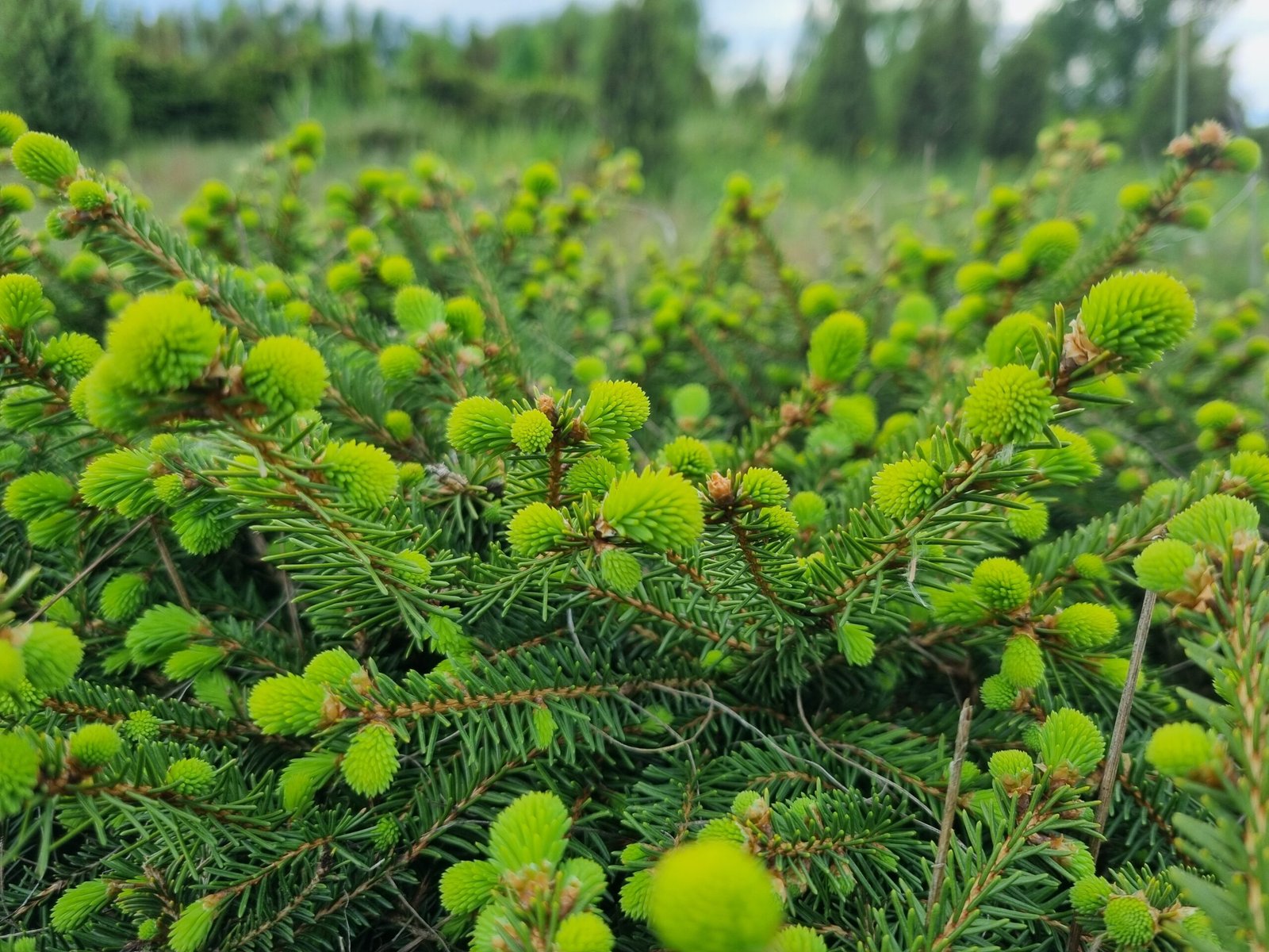 Picea abies ‘Nidiformis‘ (Eglė paprastoji)