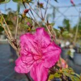 Rhododendron japonicum ‘Katja‘ (Rododendras japoninis, azalija)