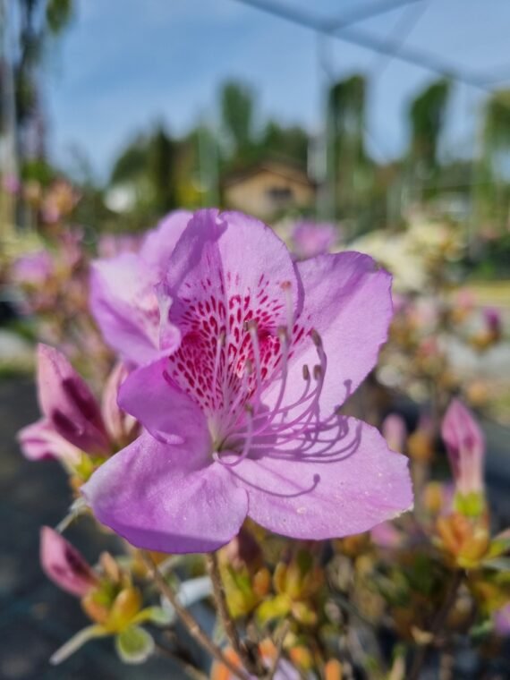 Rhododendron japonicum ‘Staccato‘ (Rododendras japoninis, azalija)
