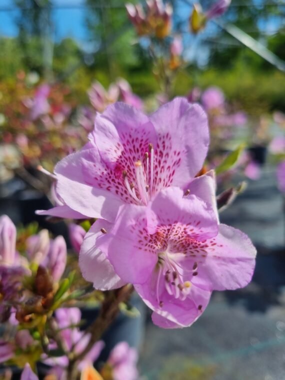 Rhododendron japonicum ‘Staccato‘ (Rododendras japoninis, azalija)