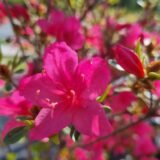 Rhododendron japonicum ‘Kačina‘ (Rododendras japoninis, azalija)
