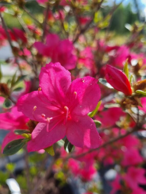 Rhododendron japonicum ‘Kačina‘ (Rododendras japoninis, azalija)