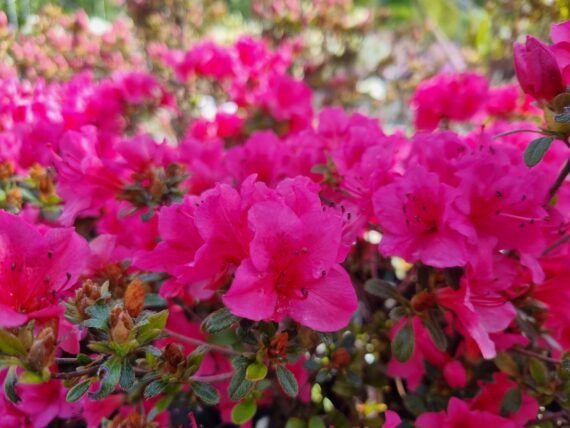 Rhododendron japonicum ‘Kačina‘ (Rododendras japoninis, azalija)