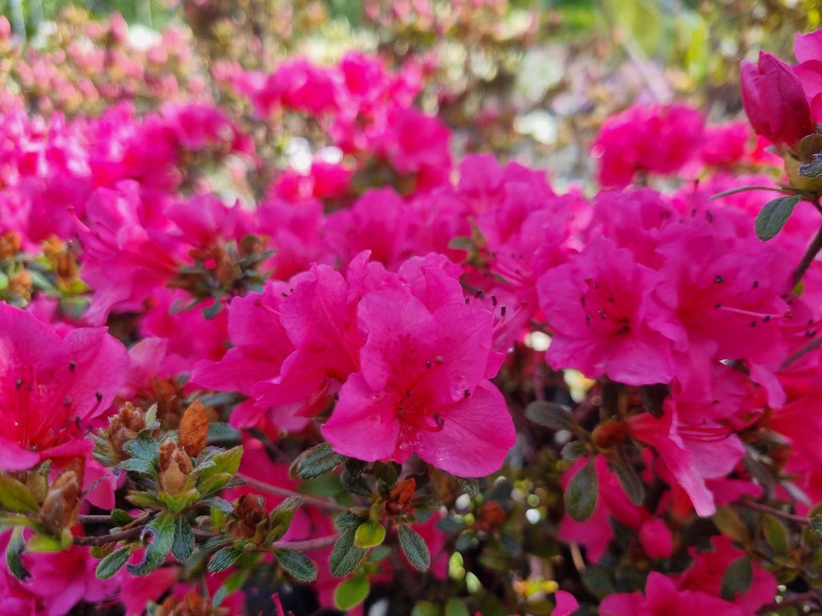 Rhododendron japonicum ‘Kačina‘ (Rododendras japoninis, azalija)