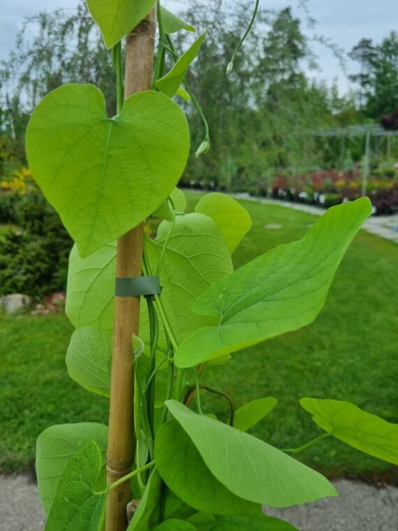 Aristolochia durior syn. Macrophylla (Kartuolė didžialapė)