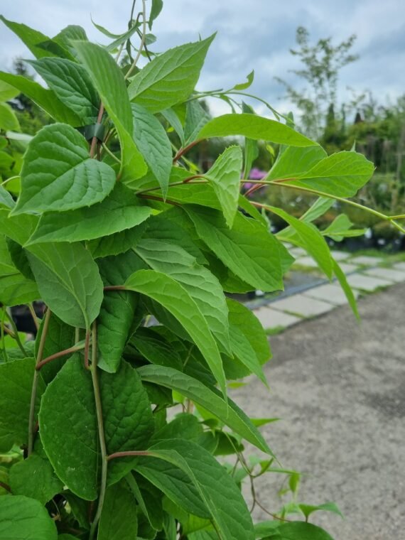 Schisandra cinensis ‘Sadova N01‘ (Citrinvytis kininis)