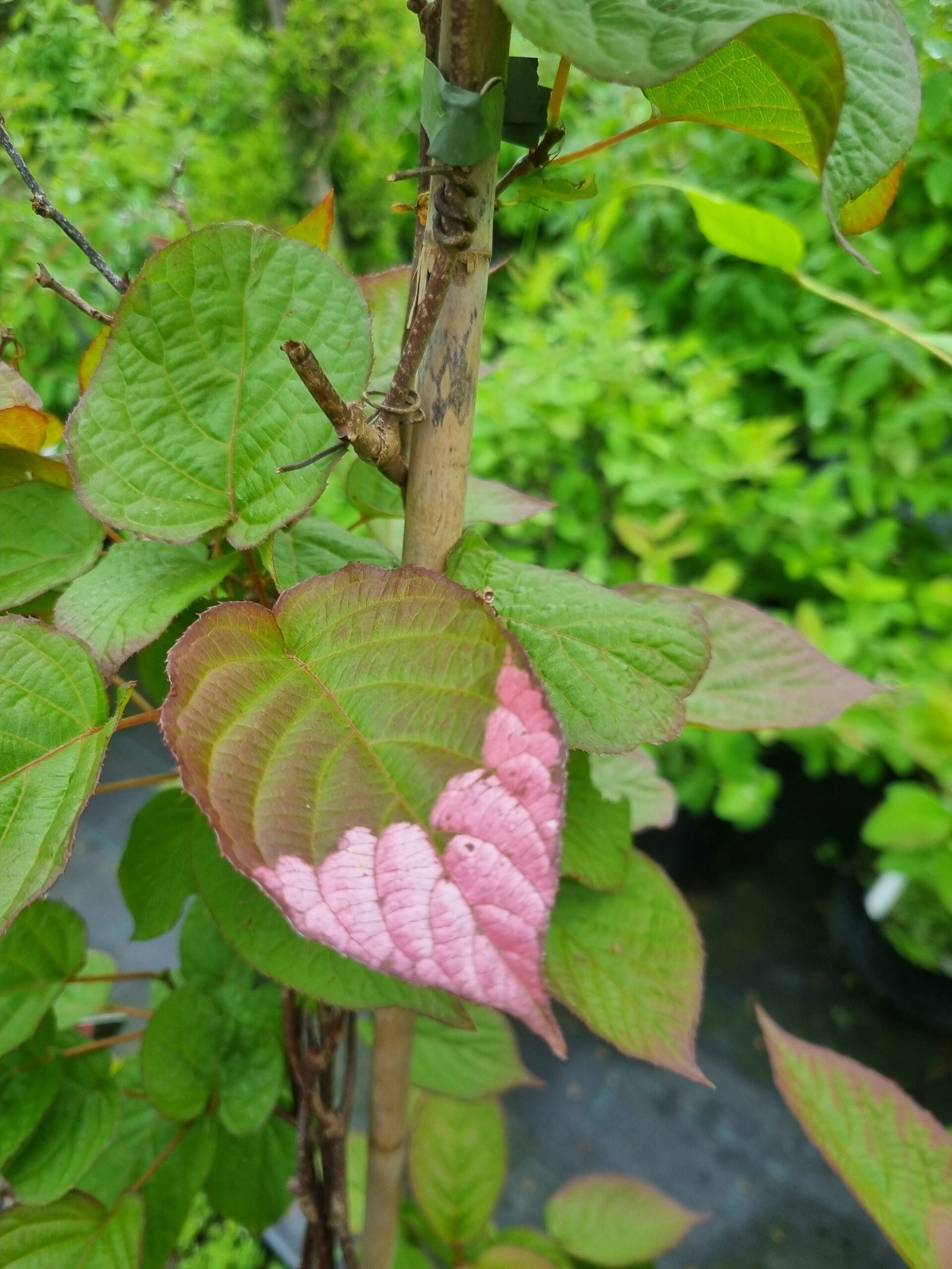 Actinidia kolomikta ‘Dr. Szymanowski‘ (Aktinidija margalapė)