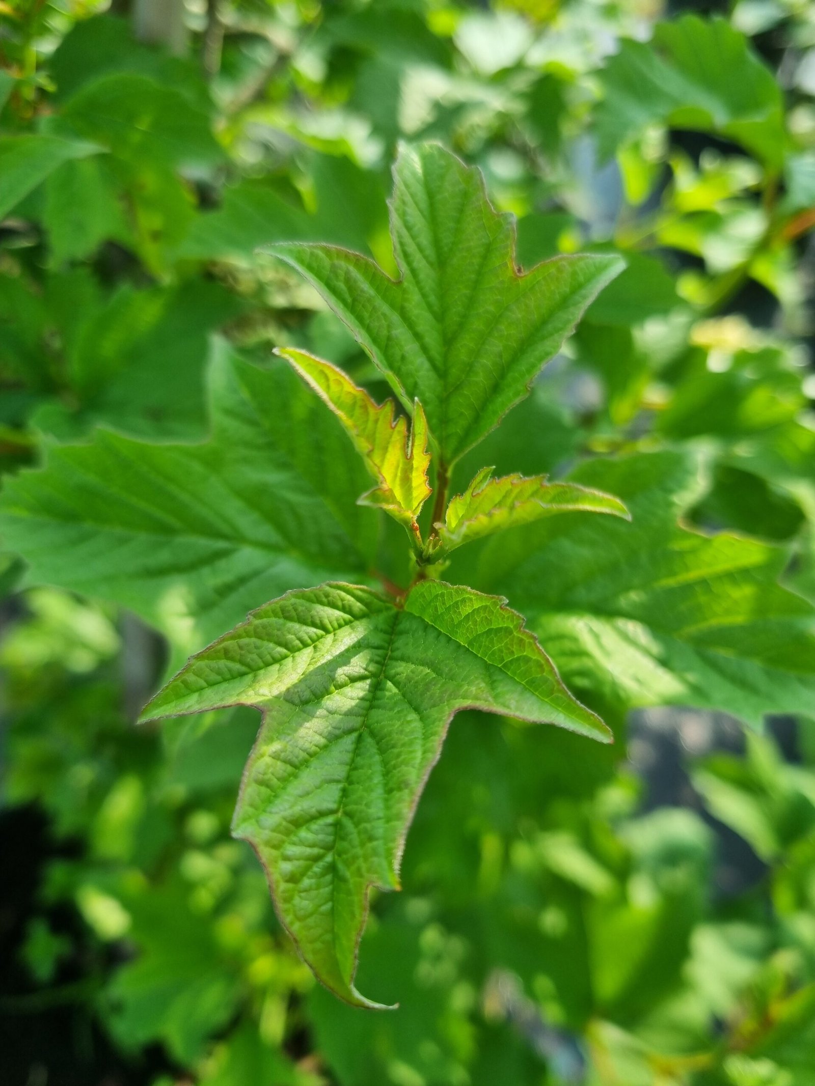 Viburnum opulus ‘Park Harvest‘ (Putinas paprastasis)