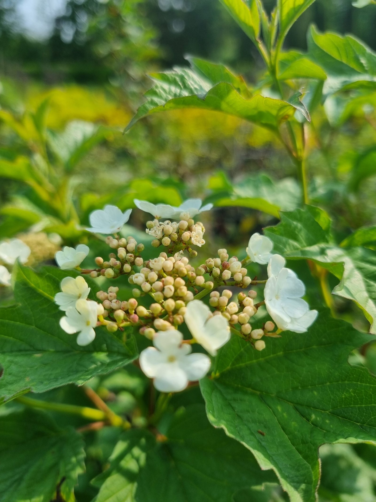 Viburnum opulus ‘Park Harvest‘ (Putinas paprastasis)