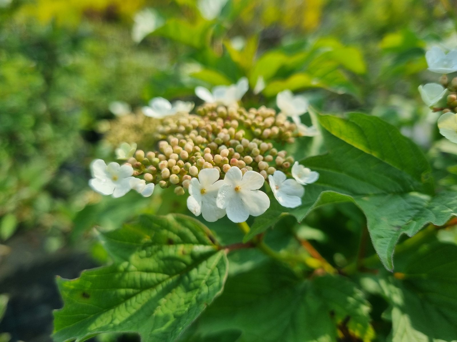 Viburnum opulus ‘Park Harvest‘ (Putinas paprastasis)