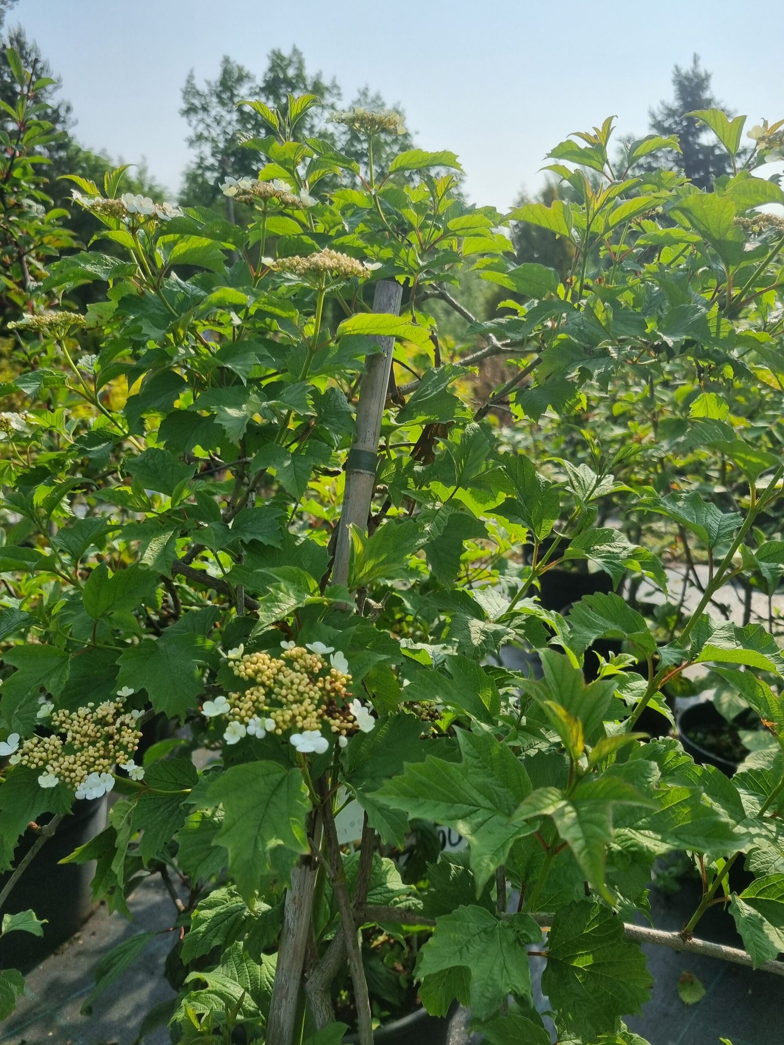 Viburnum opulus ‘Park Harvest‘ (Putinas paprastasis)