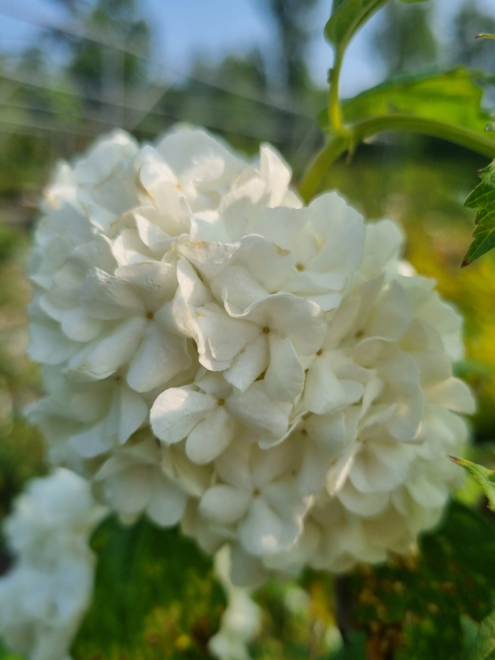 Viburnum opulus ‘Pohjan Neito‘ (Putinas paprastasis)