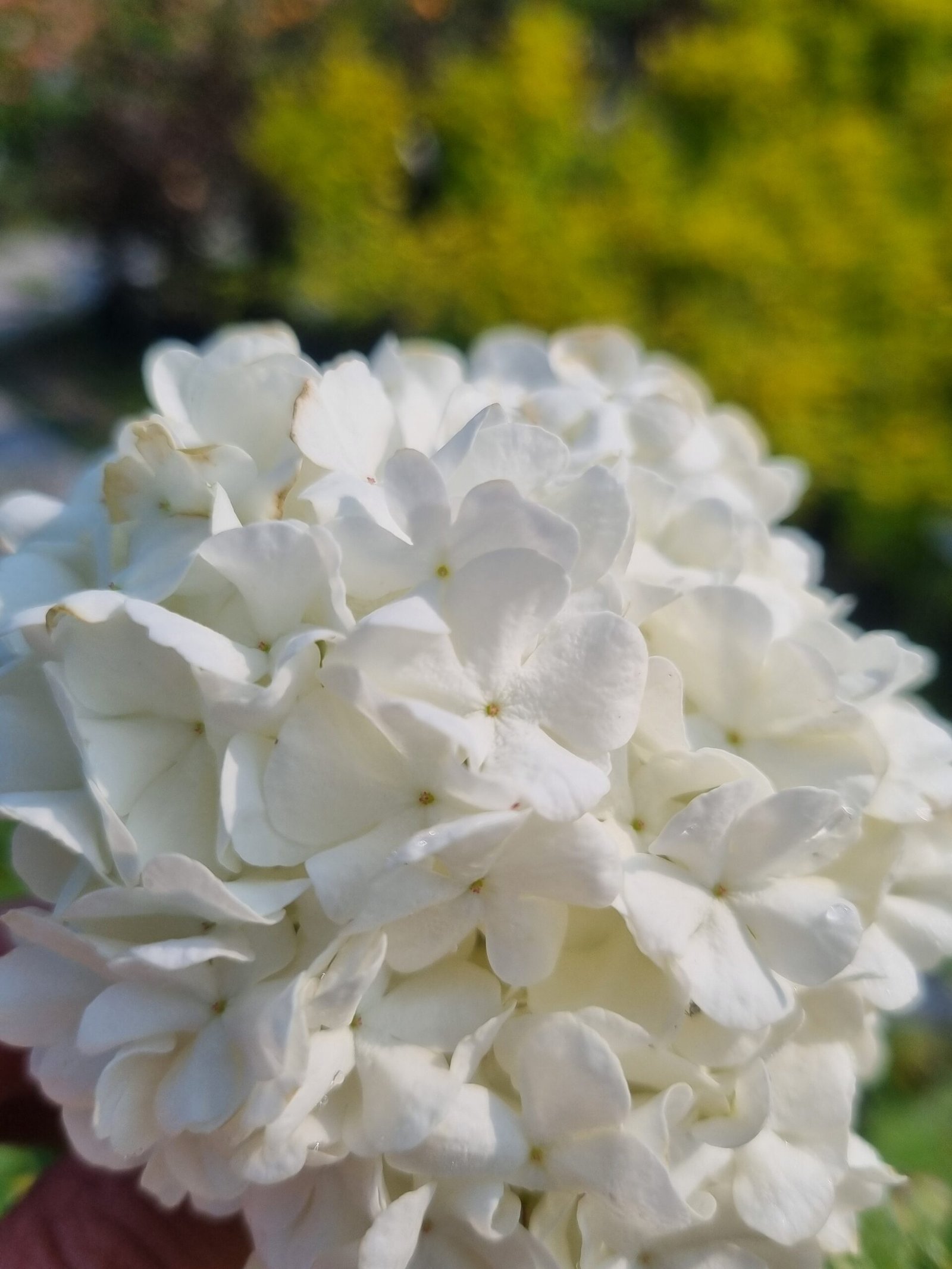 Viburnum opulus ‘Pohjan Neito‘ (Putinas paprastasis)