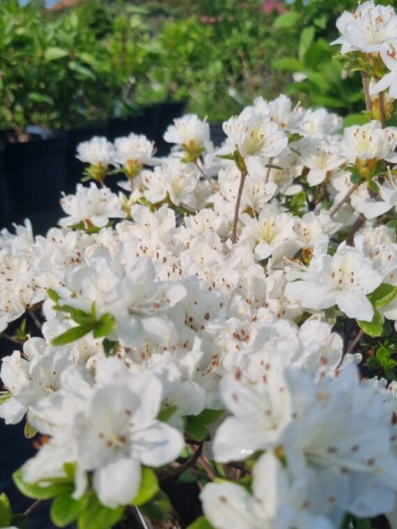 Rhododendron japonicum ‘Kermesina Alba‘ (Rododendras japoninis, azalija)