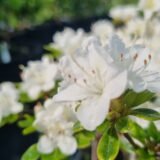 Rhododendron japonicum ‘Kermesina Alba‘ (Rododendras japoninis, azalija)