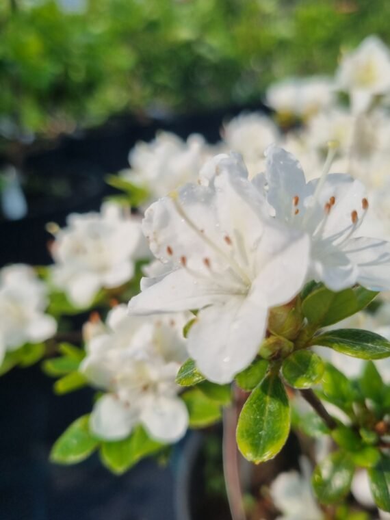 Rhododendron japonicum ‘Kermesina Alba‘ (Rododendras japoninis, azalija)