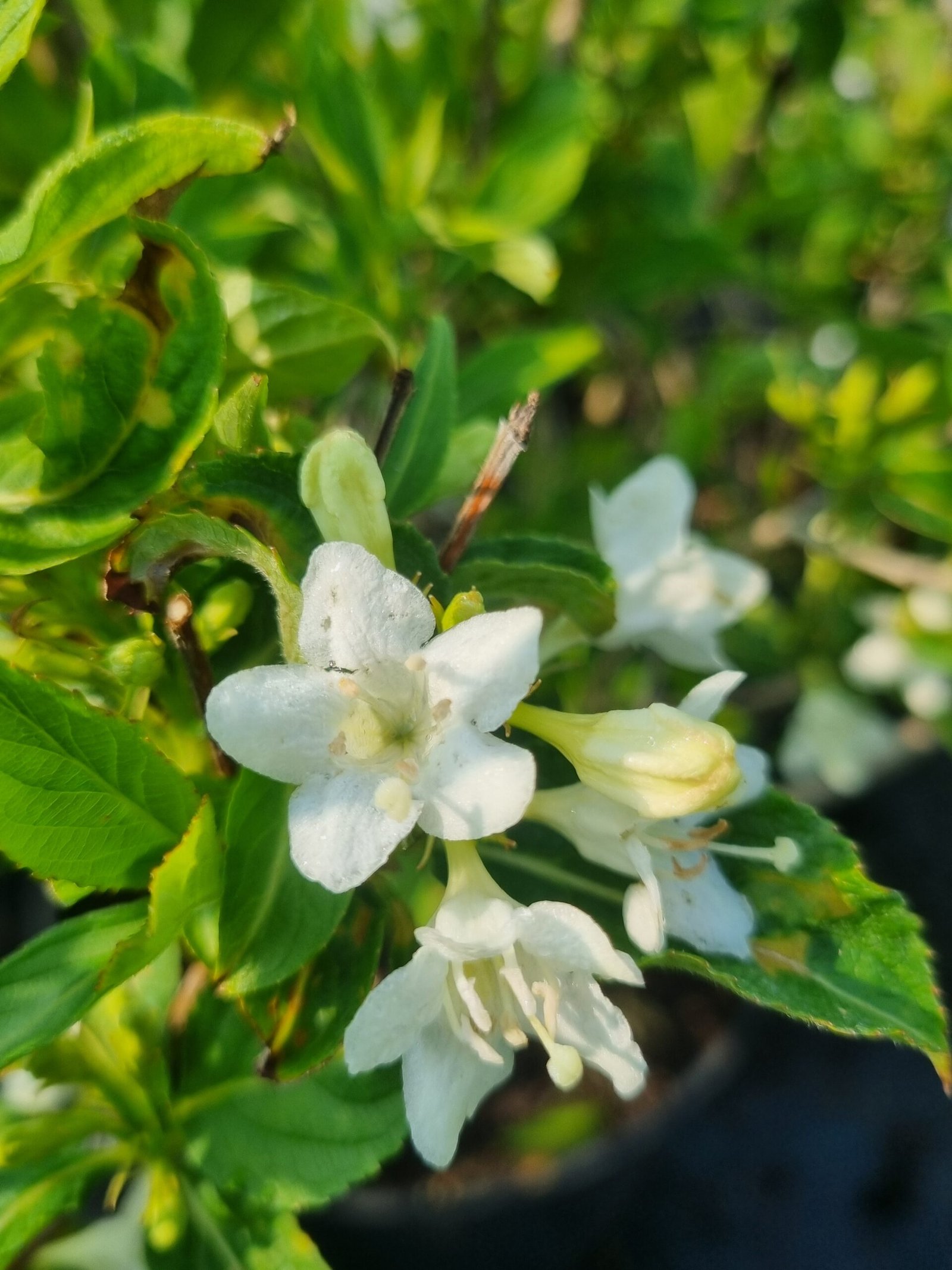 Weigela ‘Candida‘ (Veigelė)