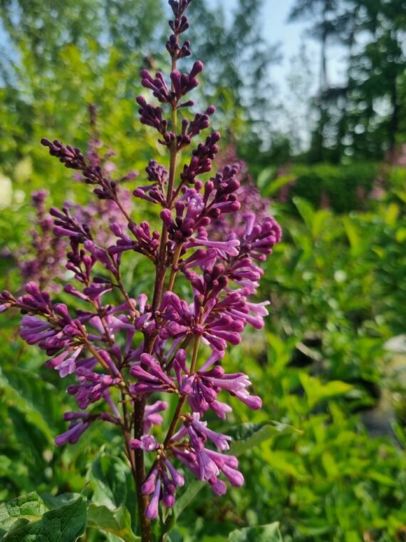 Syringa x josiflexa ‘Royality‘ (Alyvos lansčiosios)